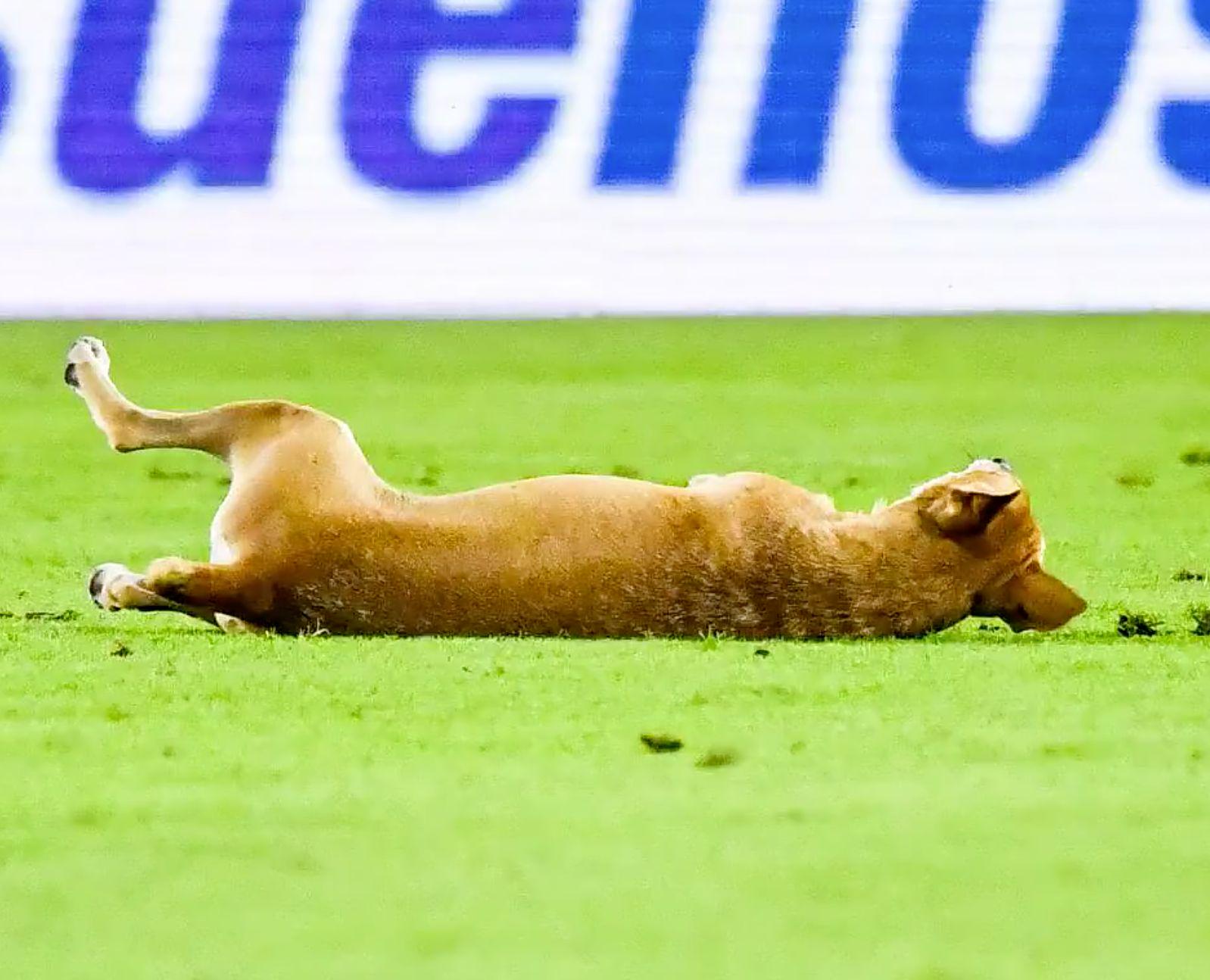 惟肖的演技, 但随后转了, net 惟肖的演技, 但随后转了, net